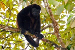 Singe Hurleur au parc national de Palo Verde au costa Rica